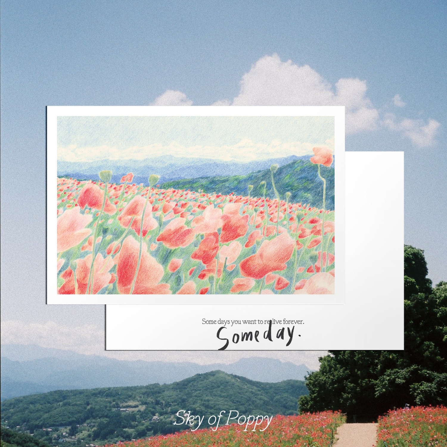 Sky of Poppy Postcard